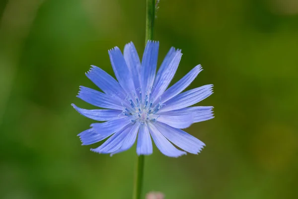 Heldere blauwe bloem van witloof op een groene, dunne stengel — Stockfoto