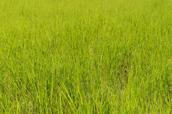 Луг с ярко-зеленой травой в солнечный летний день — стоковое фото