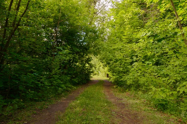 Грязная дорога в зеленом летнем лесу — стоковое фото