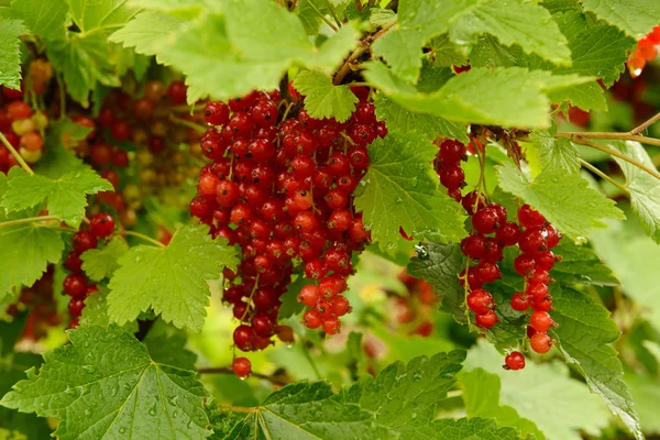 Fruta de passa de Corinto vermelha brilhante em ramos verdes com baixas de água — Fotografia de Stock