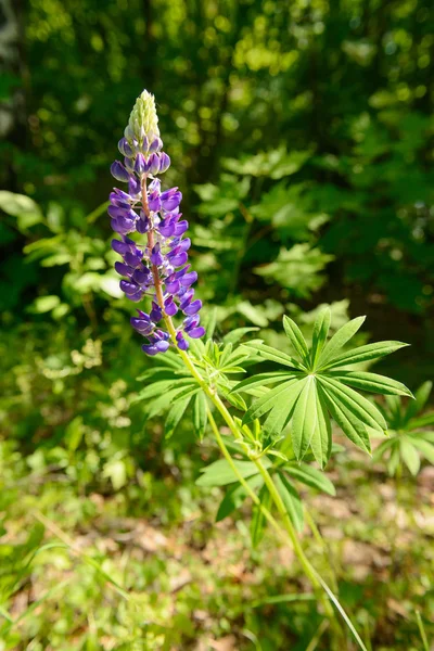 Inflorescência Lupine azul brilhante entre ervas verdes — Fotografia de Stock