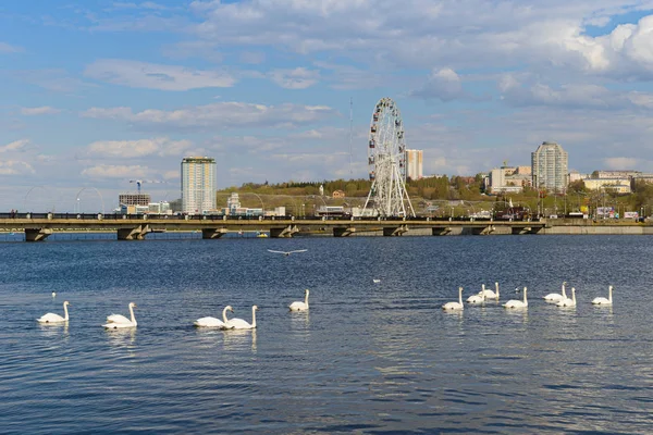 4 maja 2019: łabędzie pływają po miejskiej zatoce rzeki. Cheboksary — Zdjęcie stockowe