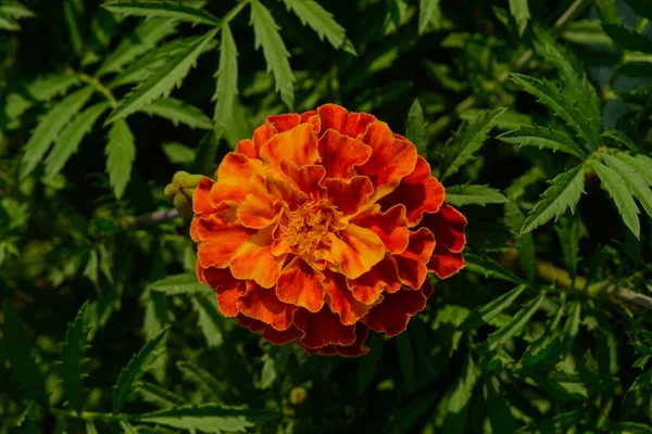 Ярко-оранжевый цветок с желтой каймой — стоковое фото