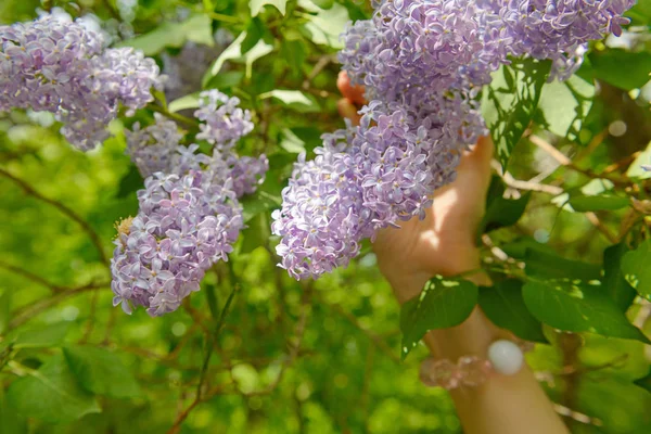 Belos inflorescências lilás na mão no jardim de verão — Fotografia de Stock