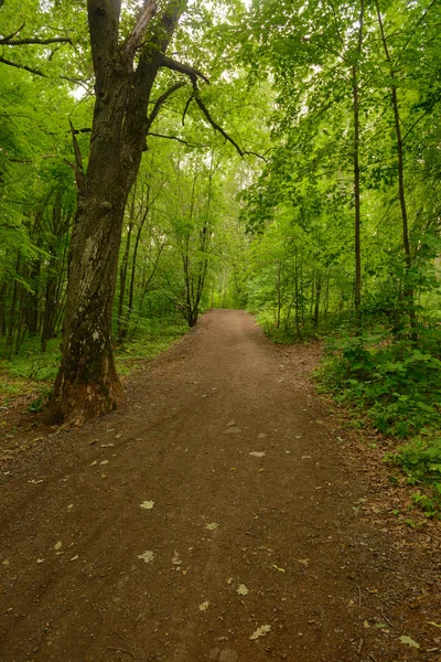 Camino del bosque a través de árboles verdes brillantes en un día nublado de verano — Foto de Stock