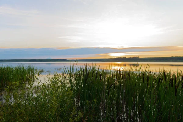 Soir paysage d'été avec un lac et envahi par les roseaux sh — Photo