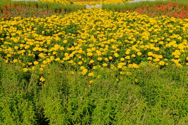 黄色と赤の花が植えられた緑の花壇 — ストック写真