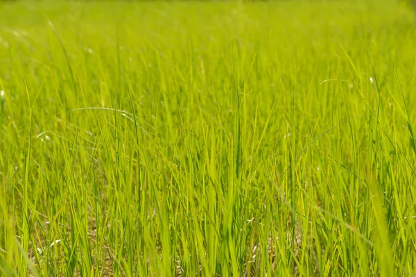 Photo of bright green grass in a summer meadow. Ground level pho