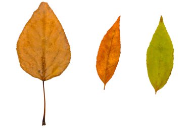 Beyaz bir arka plan üzerinde kuru düşmüş yapraklar