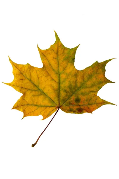 Folha de bordo laranja-vermelho-verde brilhante em um fundo branco — Fotografia de Stock