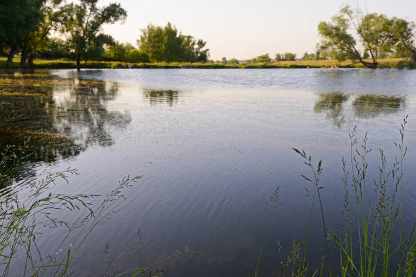 Zomer landschap met een vijver en groene kust. Ondiepe diepte van f — Stockfoto