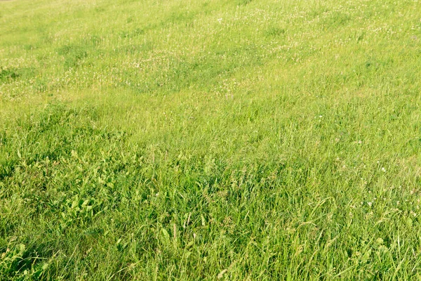 Pradera verde con varios corta hierba exuberante — Foto de Stock