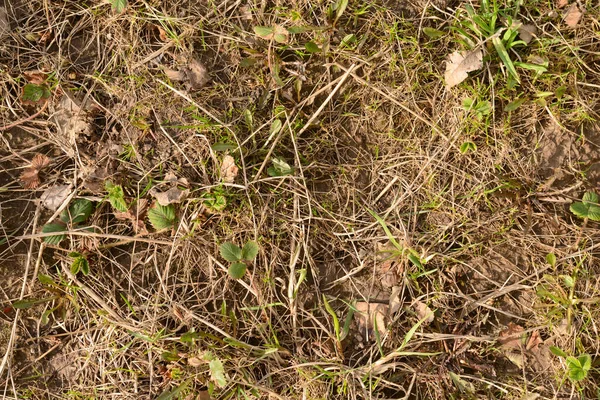 古い乾燥した草と新しい若い植生を持つ地球の表面 — ストック写真