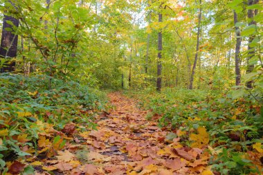 Sonbahar ormanlarında düşen yapraklar.