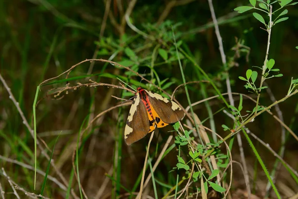 Butterfly Large Moth Sits Twig Green Grass — Stock Photo, Image