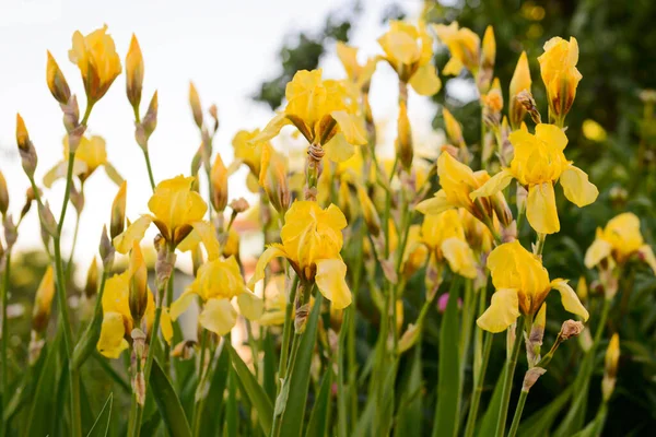 Iris Amarillo Brillante Contra Cielo Jardín —  Fotos de Stock