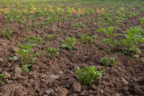 Πράσινα Βλαστάρια Πατάτας Φυτρώνουν Οργωμένο Χωράφι — Φωτογραφία Αρχείου