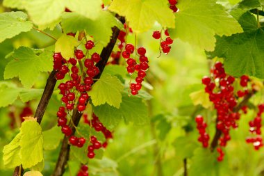 Bahçedeki yeşil dallarda kırmızı frenk üzümü.