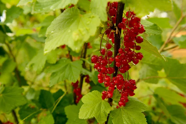 庭の緑の枝に赤いスグリの果実 — ストック写真