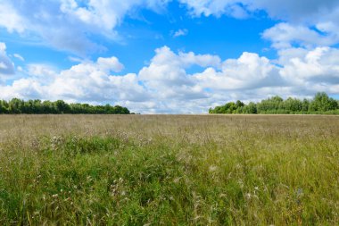 Arazi, orman ve bulutlarla dolu bir yaz manzarası.