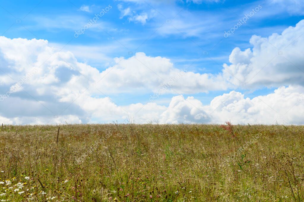 Summer landscape with field and clouds in the blue sky