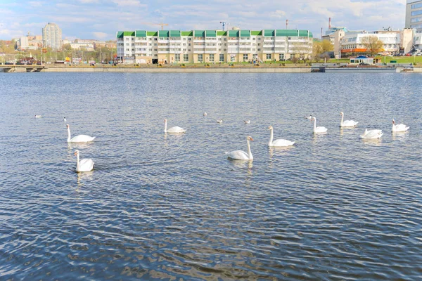 Maio 2019 Vários Cisnes Brancos Nadam Longo Baía Rio Volga — Fotografia de Stock
