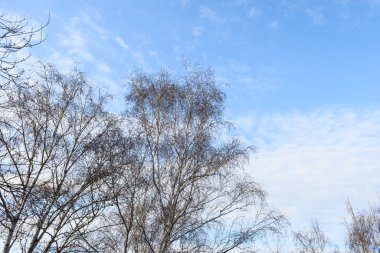 Ağaç huş ağaçlarının tepesinde yapraklar olmadan bulutlu bir gökyüzüne karşı
