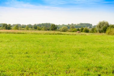 Yeşil tarlalı ve ormanlı yaz manzarası