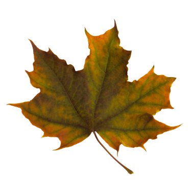 Beyaz arka planda düşmüş çok renkli akçaağaç yaprağı