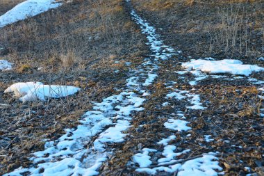 Akşamları kuru otlarla birlikte açık bir alanda küçük kar sürükleniyor.