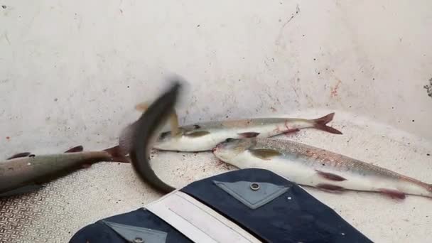 Fiske Fångsten Baikal Fisken Omul Harr — Stockvideo