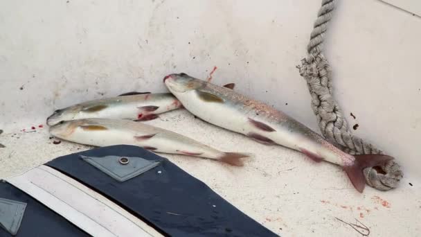 Pêche Capture Des Poissons Baïkal Omul Grayling — Video