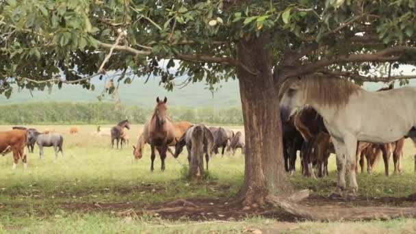 Een kudde paarden gradigt in de zomer op een groene weide in de hooglanden — Stockvideo