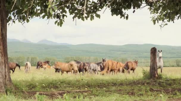 Uma manada de cavalos pastoreia no verão em um prado verde nas terras altas — Vídeo de Stock