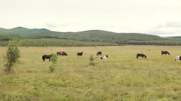 Una manada de caballos pastan en el verano en un prado verde en las tierras altas — Vídeo de stock