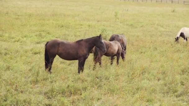En flock hästar skruvar på sommaren på en grön äng i höglandet — Stockvideo