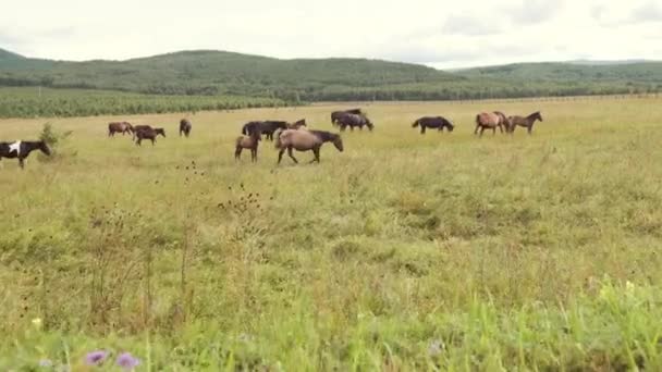 Стадо лошадей пасутся летом на зеленом лугу в высокогорье — стоковое видео