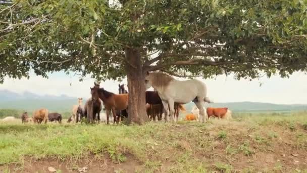 Manada de caballos y vacas pastan en el verano en un prado verde en las tierras altas — Vídeo de stock