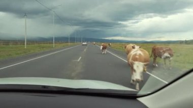 İnekler yaz aylarında kırsal yaylalarda yol boyunca gitmek ve trafik için bir engel oluşturmak gibi araba görünümü