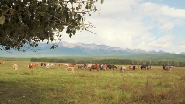 Rebanho de cavalos e vacas pastam no verão em um prado verde nas terras altas — Vídeo de Stock