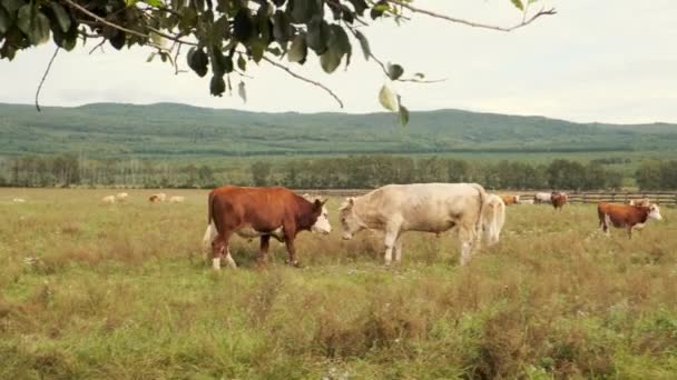 Een kudde koeien gradigt in de zomer op een groene weide in de hooglanden — Stockvideo