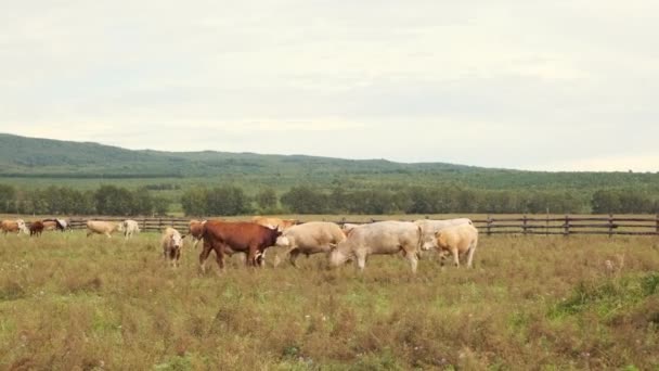 En flock av kor skruvar på sommaren på en grön äng i högländerna — Stockvideo