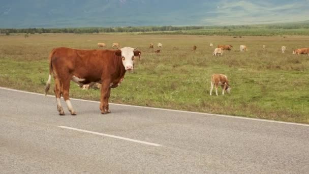 As vacas caminham ao longo de uma estrada em uma corrida de verão rural e criam um obstáculo ao tráfego — Vídeo de Stock