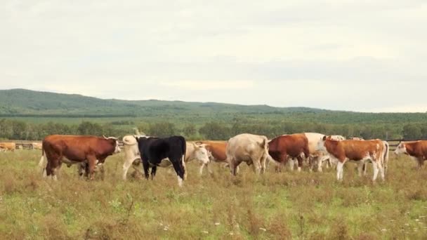 Um rebanho de vacas pastoreia no verão em um prado verde nas terras altas — Vídeo de Stock