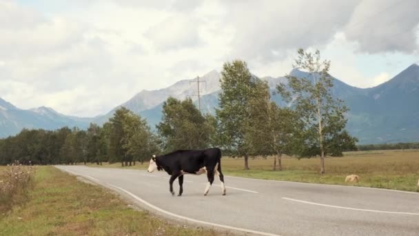 As vacas caminham ao longo de uma estrada em uma corrida de verão rural e criam um obstáculo ao tráfego — Vídeo de Stock