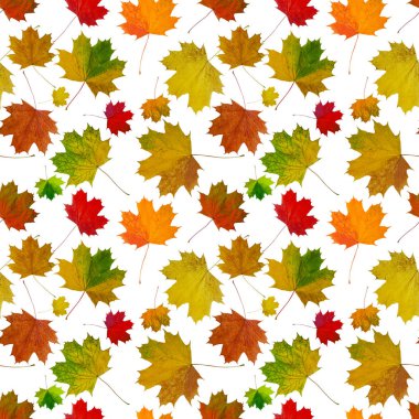 Beyaz arkaplanda kusursuz sonbahar akçaağaç yaprakları