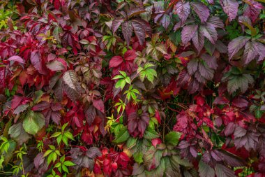 Duvardan sarkan yabani üzümlerin çiçekli arka planı, canlı sonbahar renkleri.