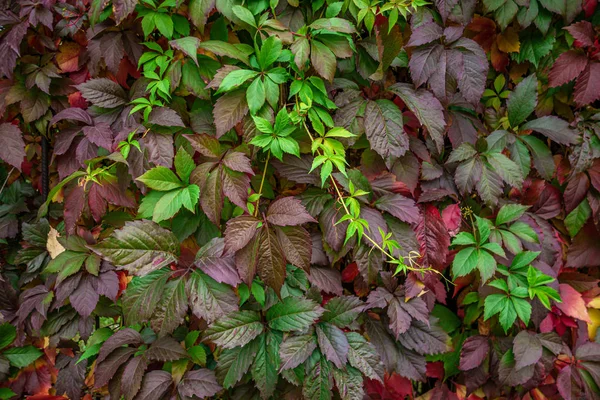 Duvardan Sarkan Yabani Üzümlerin Çiçekli Arka Planı Canlı Sonbahar Renkleri — Stok fotoğraf