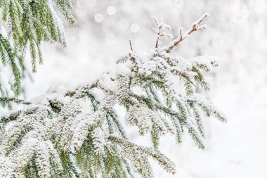 Kardaki köknar dallarından gelen kış yılbaşı arkaplanı
