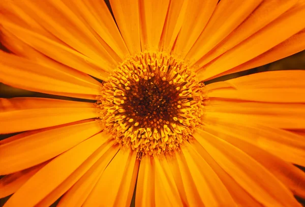 Krásný Abstraktní Pozadí Oranžové Gerbera Květiny Zblízka — Stock fotografie